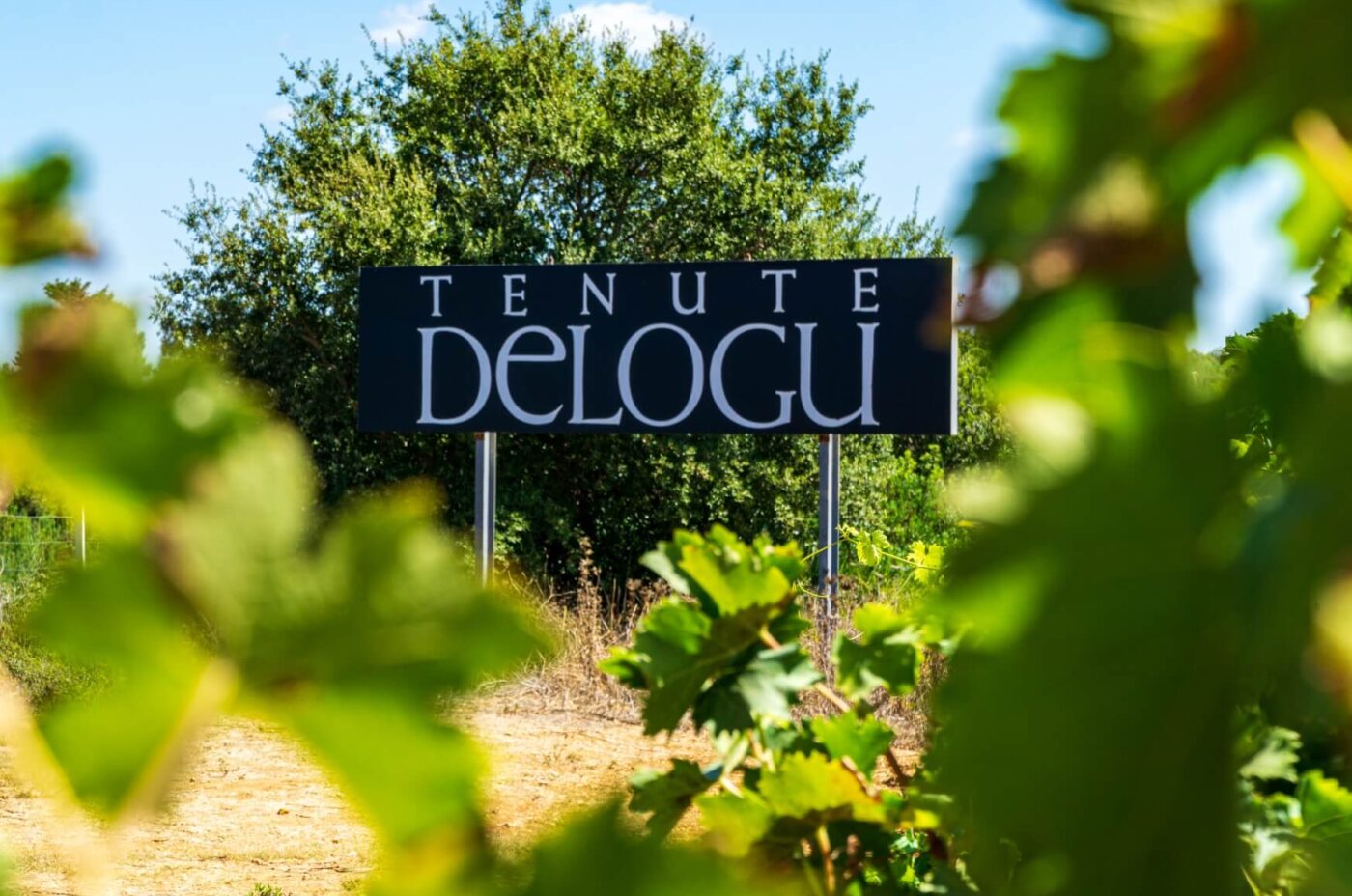 Degustazione vini sardi | Alghero | cene enogastronomiche | visite alle Tenute Delogu